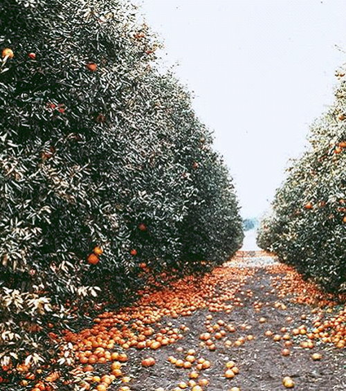 Unseasonal cold freezes more than just the crop. It can freeze your whole livelihood.